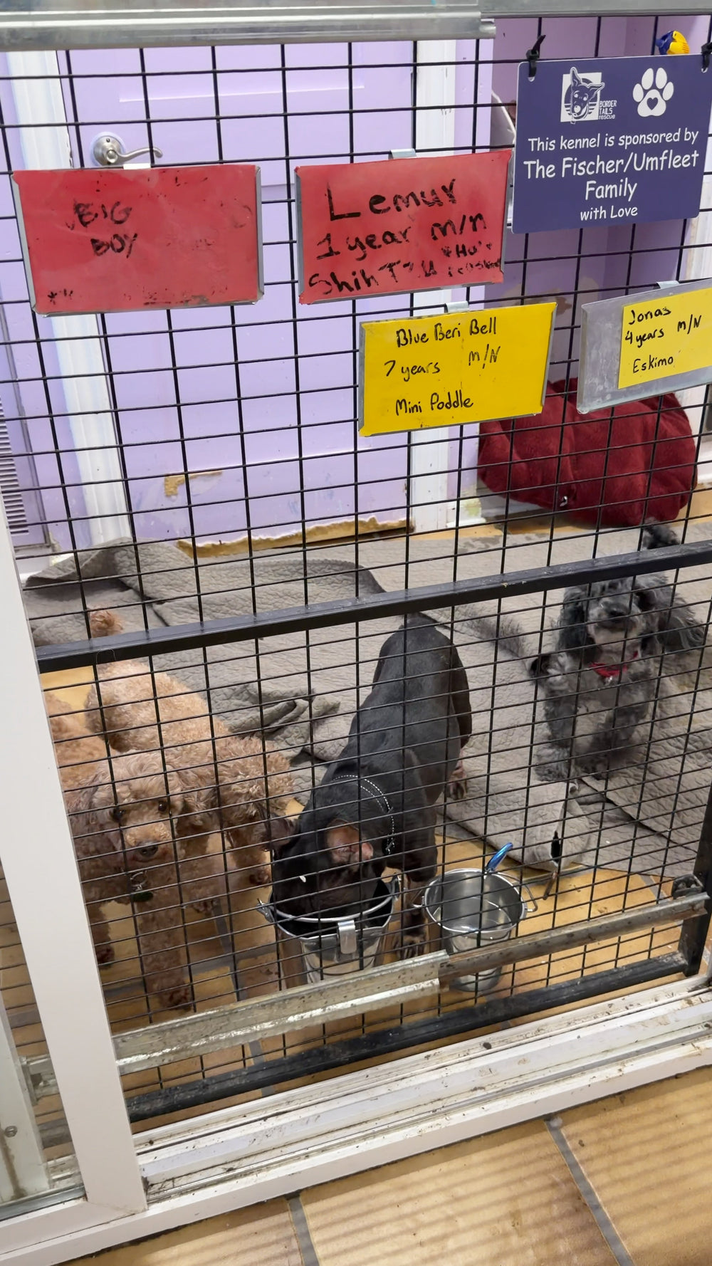 Four small dogs resting together in a shelter kennel, with handwritten name cards on the kennel door.